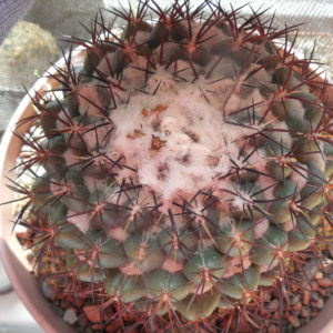 Coryphantha greenwoodii