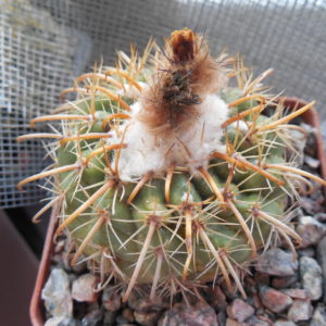 Parodia sp. laui 926 - Iscayachi,Mendez, Tarija 3600 m.