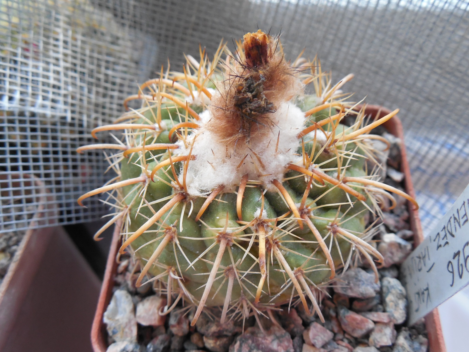 Parodia sp. laui 926 - Iscayachi,Mendez, Tarija 3600 m.