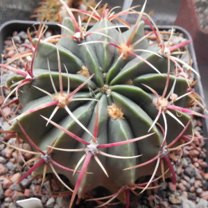 Ferocactus latispinus - v.spiralis CH 175