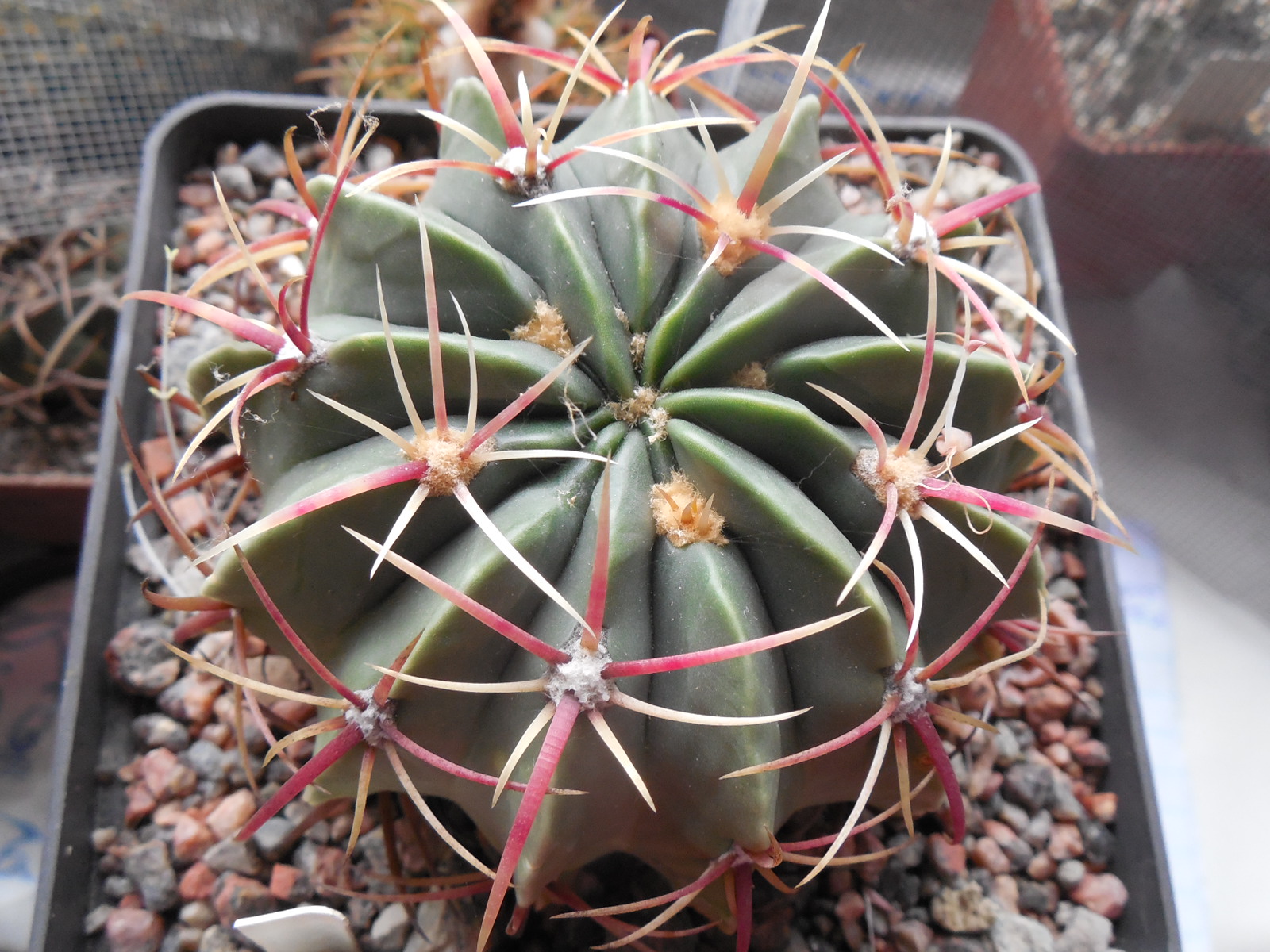Ferocactus latispinus - v.spiralis CH 175
