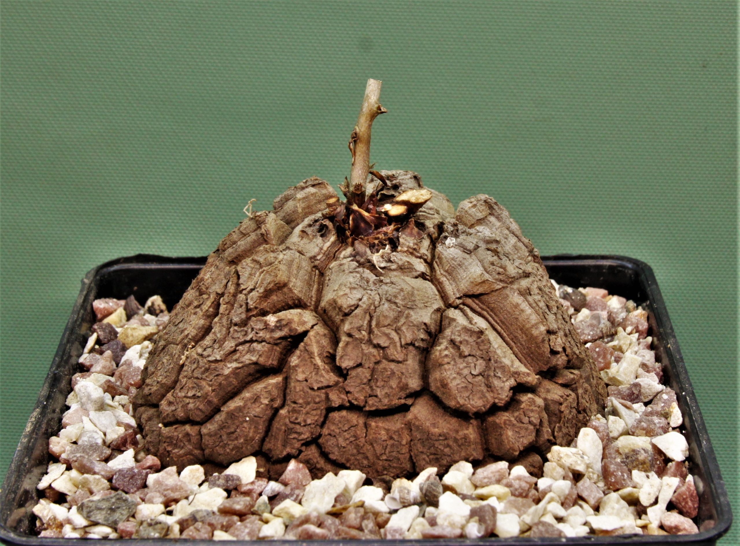 Dioscorea-elephantipes-2