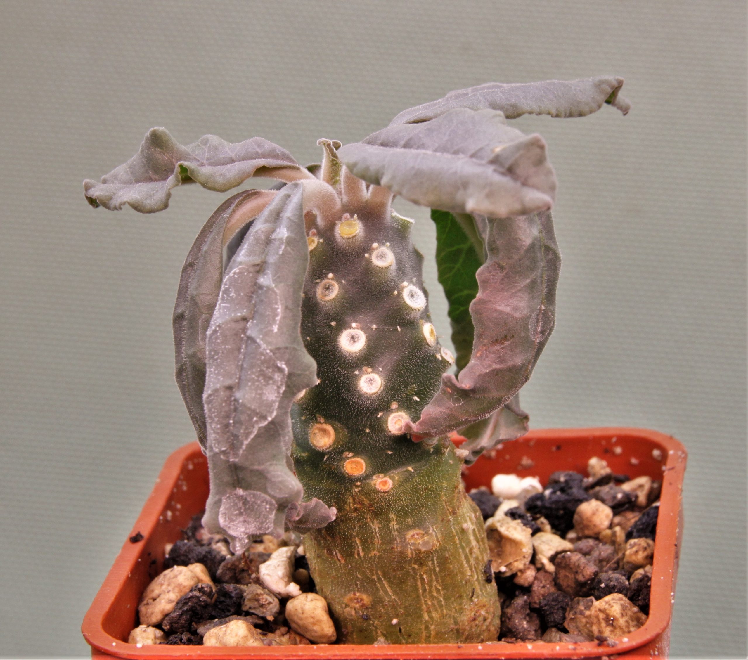 Dorstenia-lavrani-1m