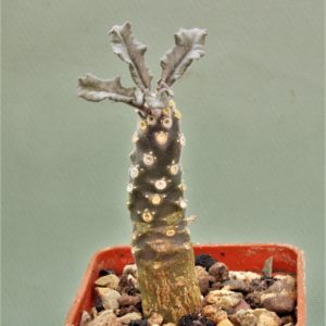 Dorstenia-lavrani-2m