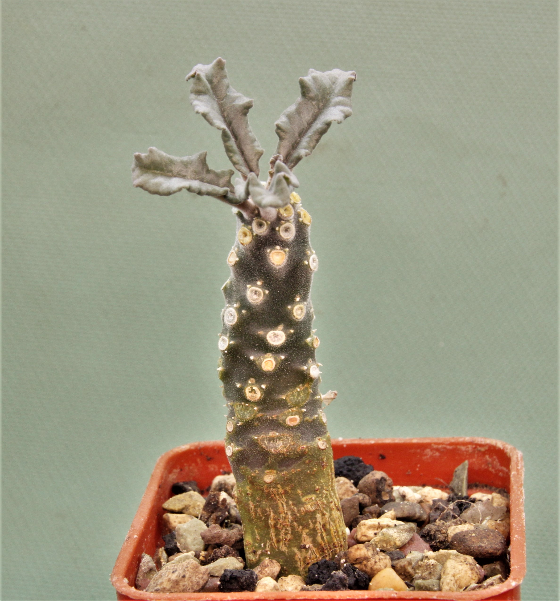 Dorstenia-lavrani-2m