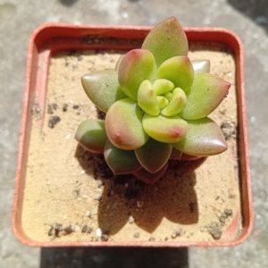 Echeveria Apple Blossom