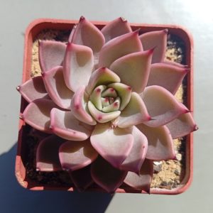 Echeveria Halloween