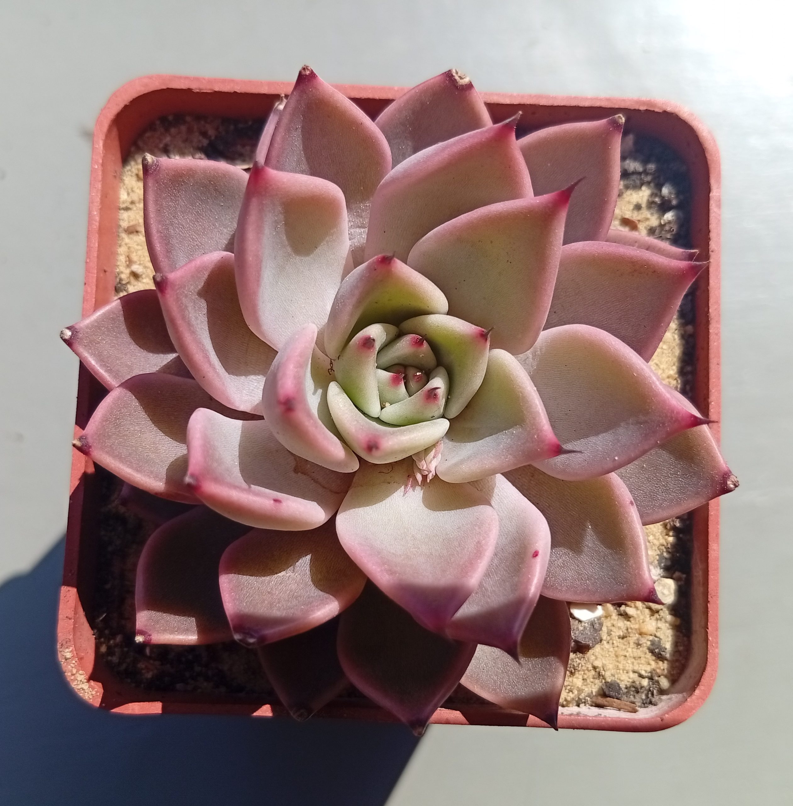 Echeveria Halloween