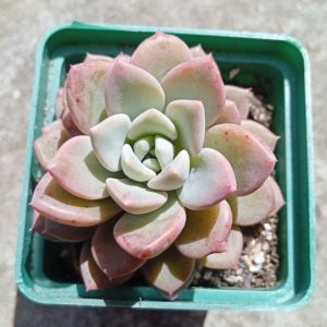 Echeveria hybr