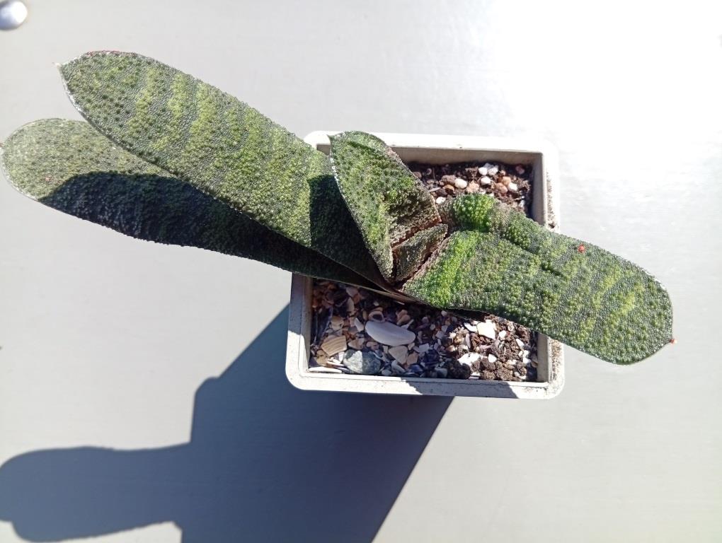 Gasteria batesiana 1