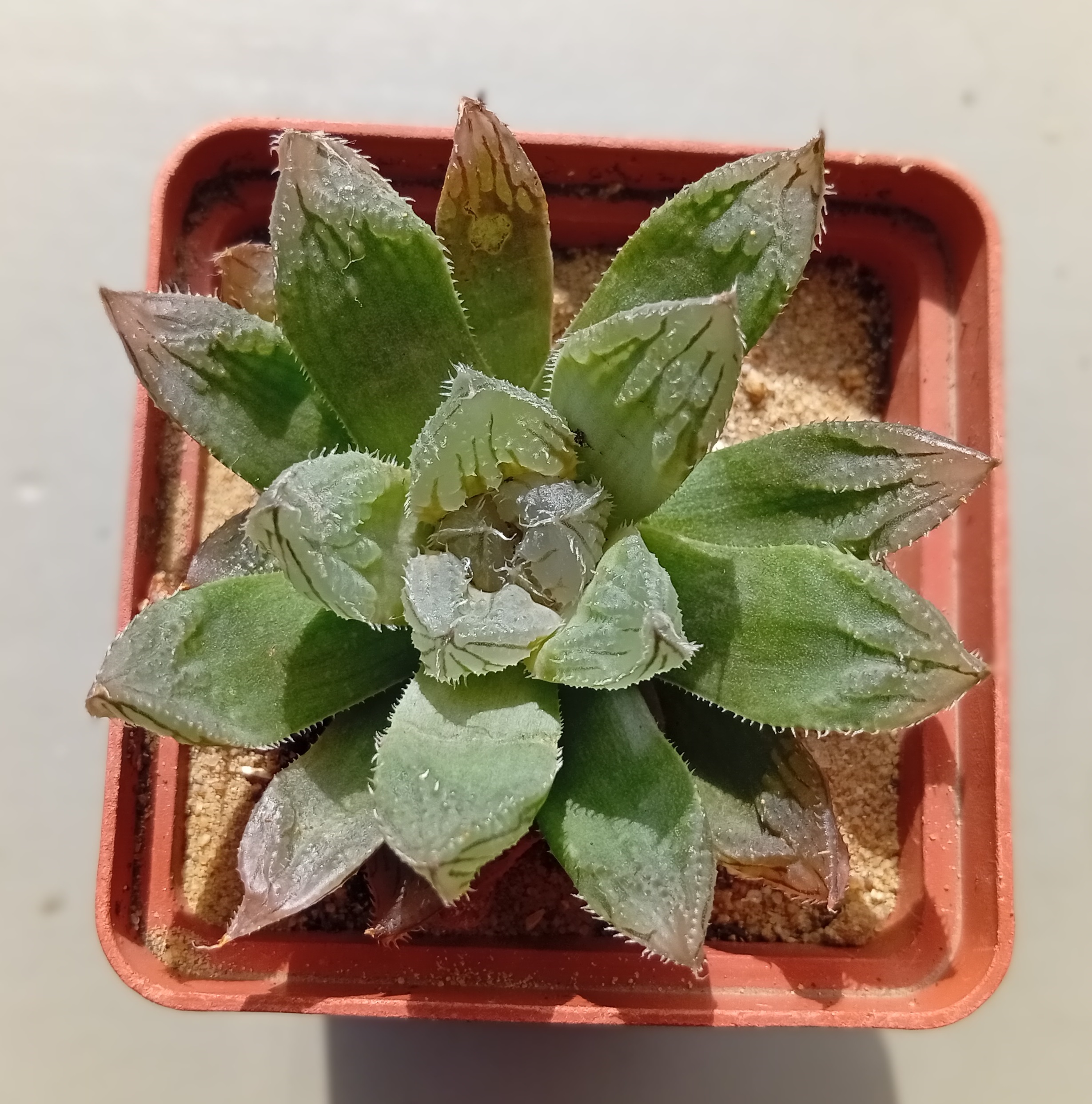 Haworthia hybr