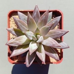 Pachyphytum sp