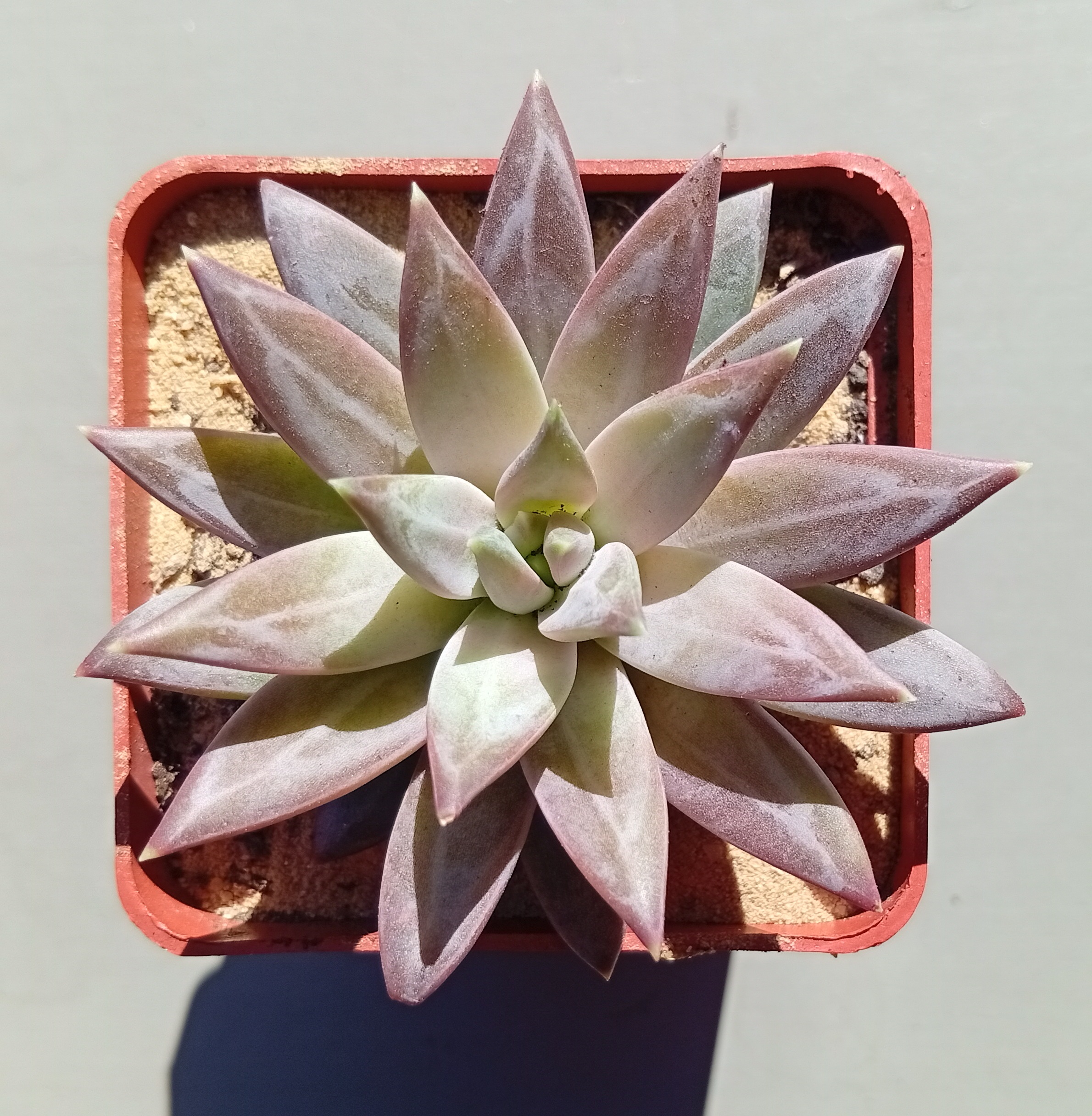 Pachyphytum sp