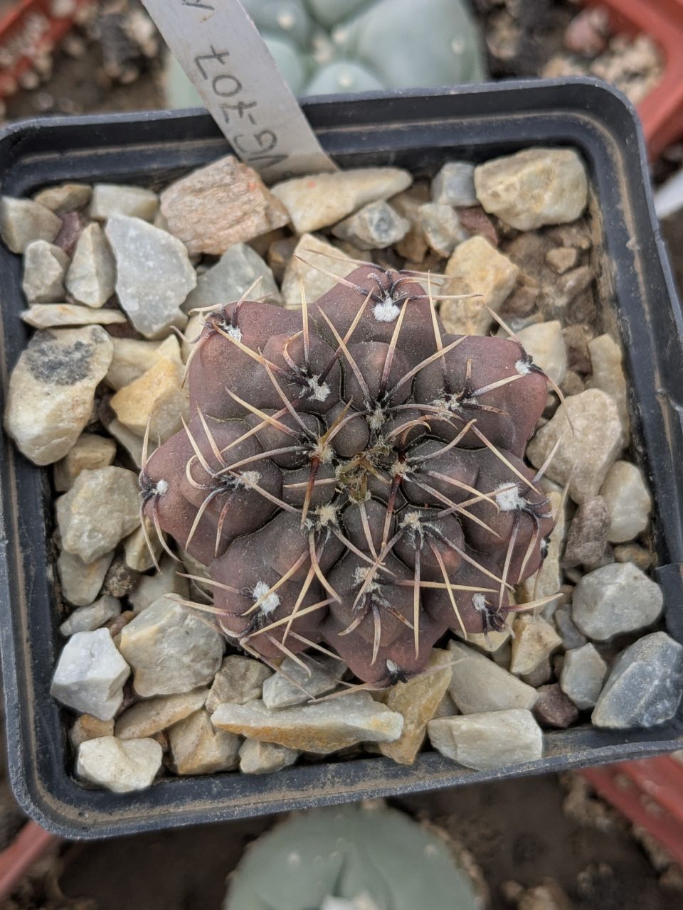 Gymnocalycium spec 411 .81