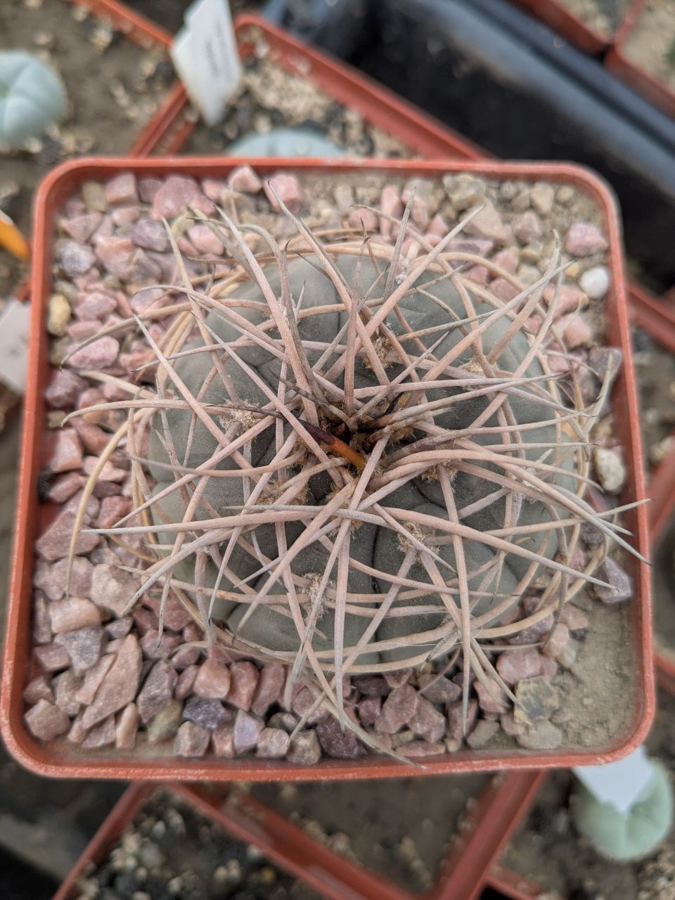 Gymnocalycium cardenasianum