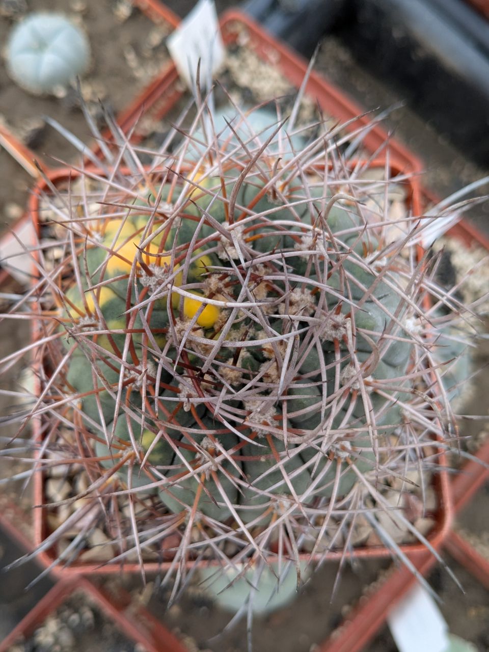 Gymnocalycium mazanense v. ferox P 30A variegata