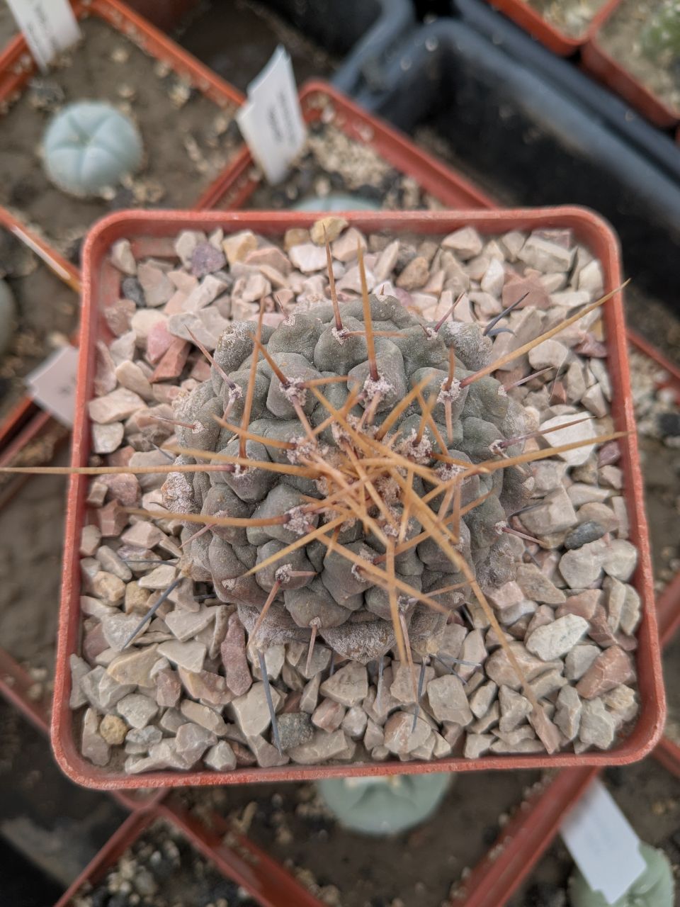 Thelocactus multicephalus yellow spin