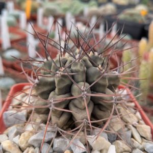 Gymnocalycium michoga