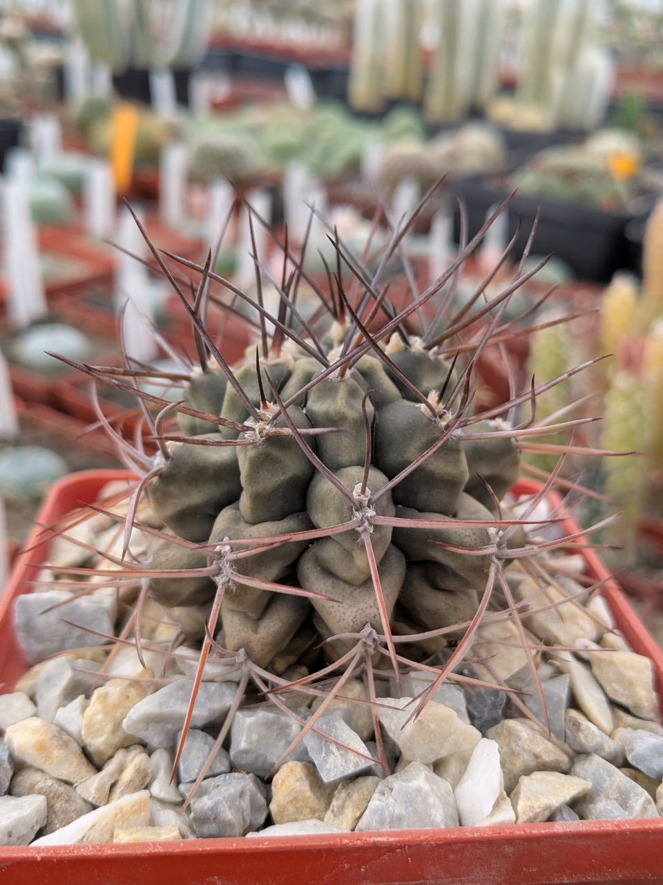 Gymnocalycium michoga