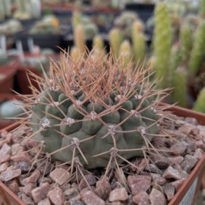 Gymnocalycium ochoterenae v. scoparium GN 98 -244