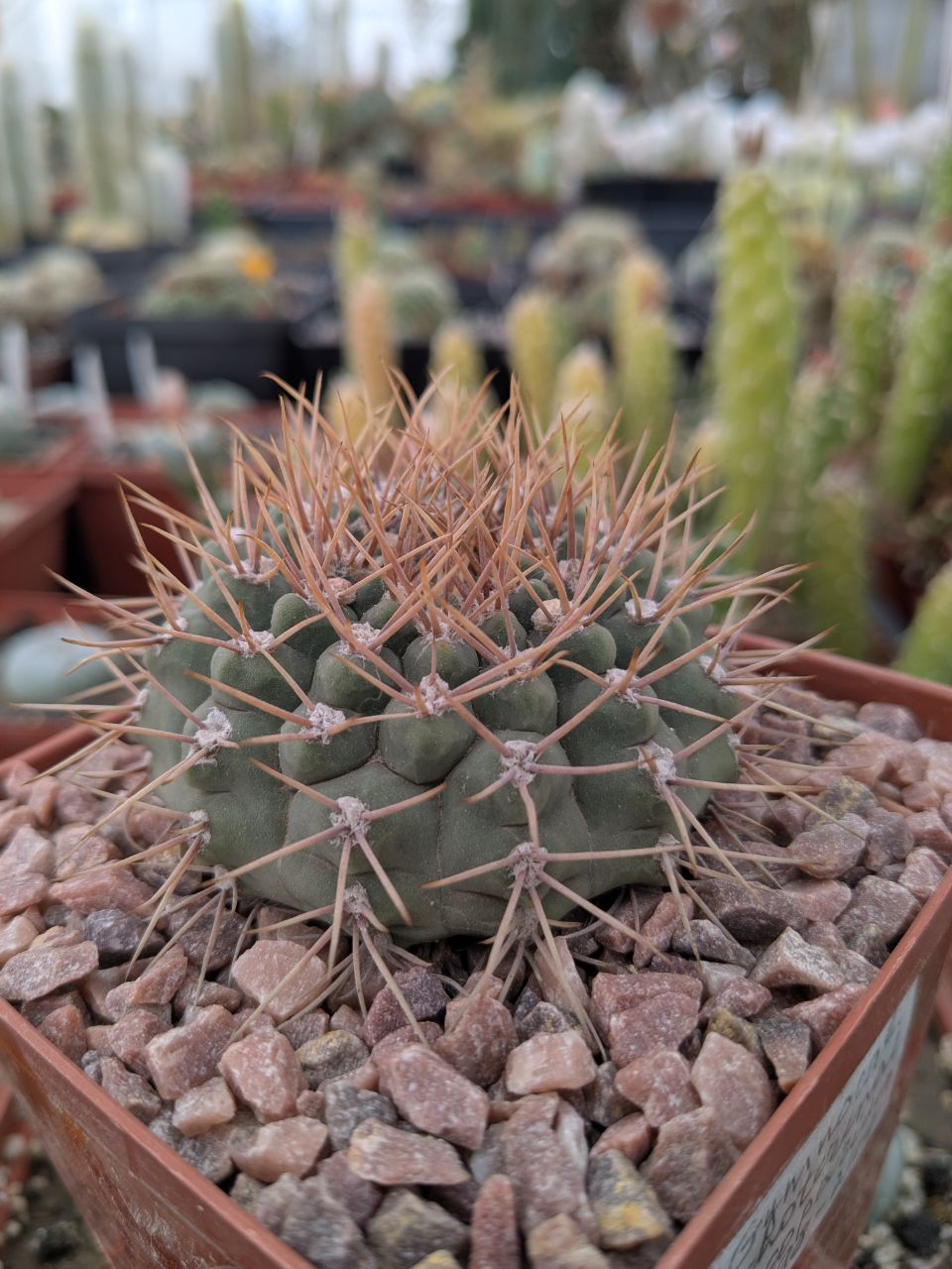 Gymnocalycium ochoterenae v. scoparium GN 98 -244