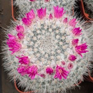 Mammillaria hahniana
