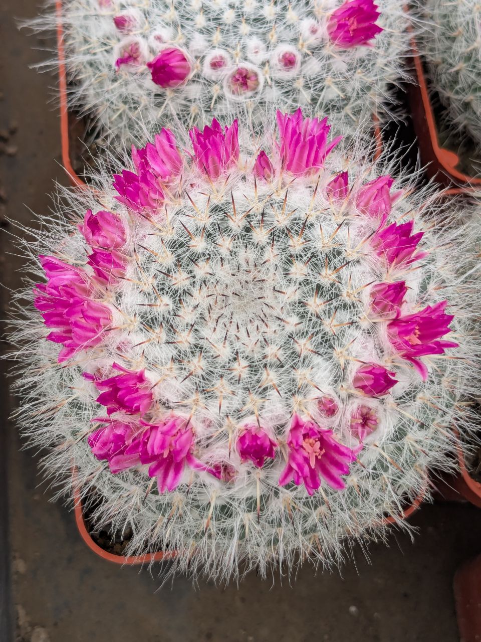 Mammillaria hahniana
