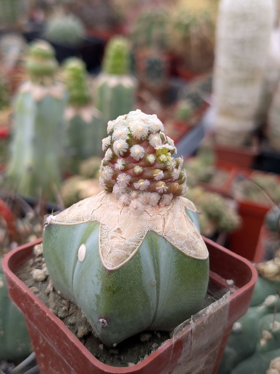 Mammillaria theresae