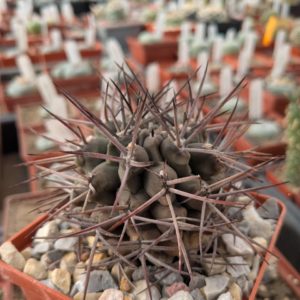 Gymnocalycium schickendantzii