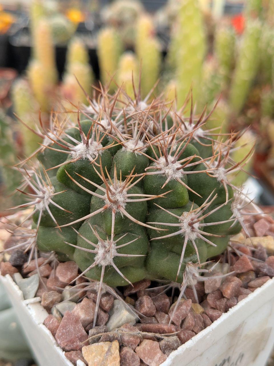 Gymnocalycium mostii subsp. valnicekianum