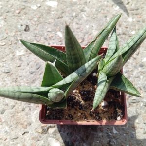 Sansevieria ‘Rookie’