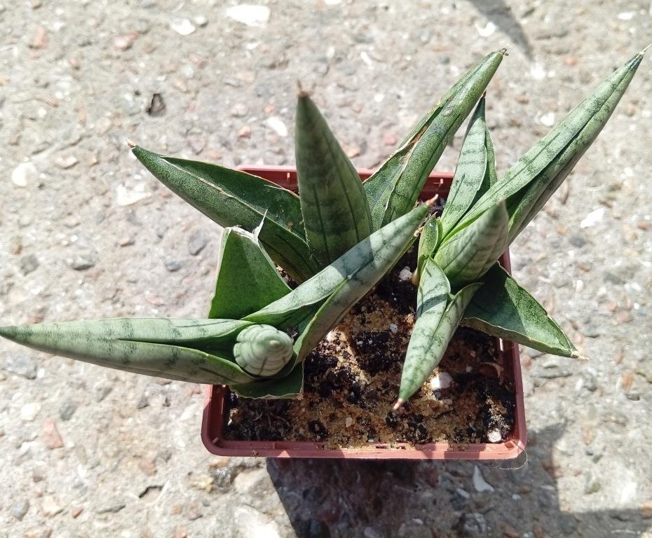 Sansevieria ‘Rookie’