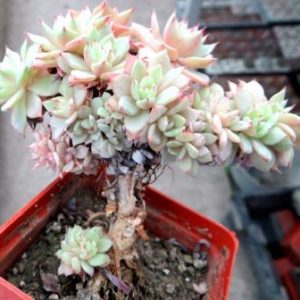 echeveria glauca pumila cristata