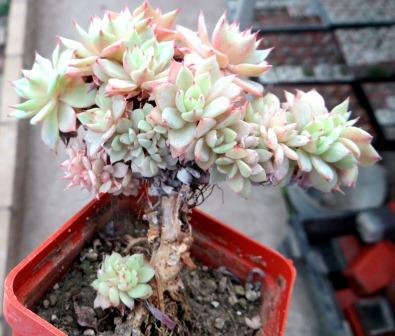 echeveria glauca pumila cristata