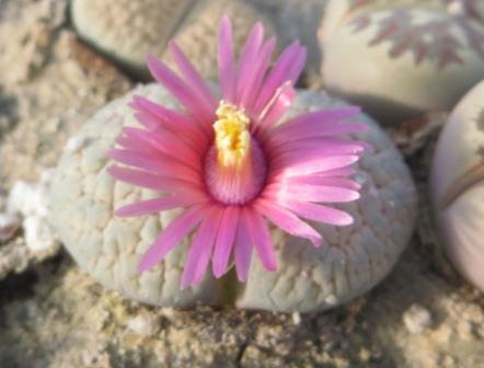 lithops verruculosa 'rose of texas'