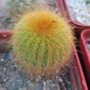 echinocactus leninghausii