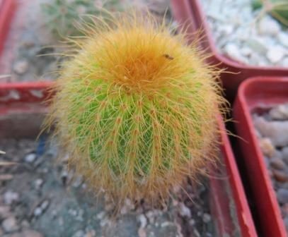 echinocactus leninghausii