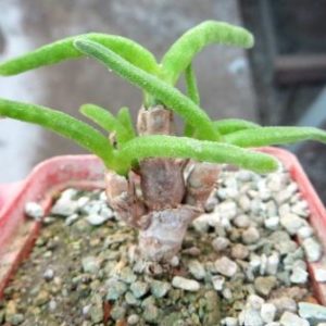 monilaria moniliforme