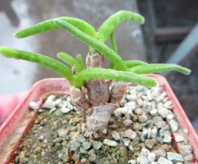 monilaria moniliforme