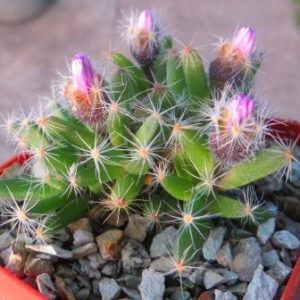 Trichodiadema densum (large clone form)
