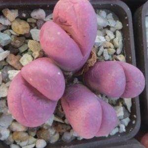 lithops optica rubra 4 гол0ви