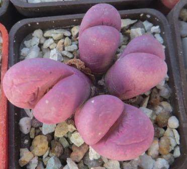 lithops optica rubra 4 гол0ви