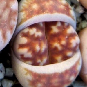 lithops karasmontana summitatum