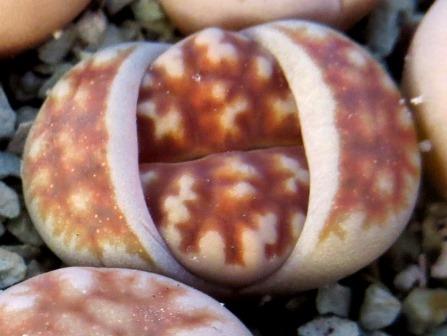 lithops karasmontana summitatum