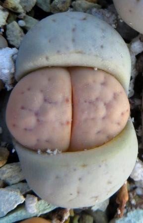 lithops ruschiorum rosing mine