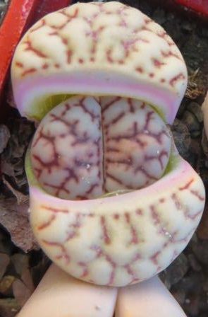 lithops bromfieldii v mennellii