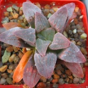 haworthia pygmaea ЮАР