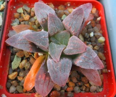 haworthia pygmaea ЮАР