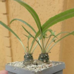 dorstenia crispa var. lancifolia