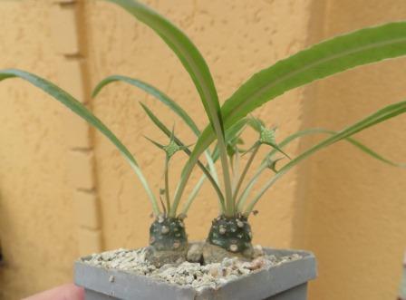 dorstenia crispa var. lancifolia